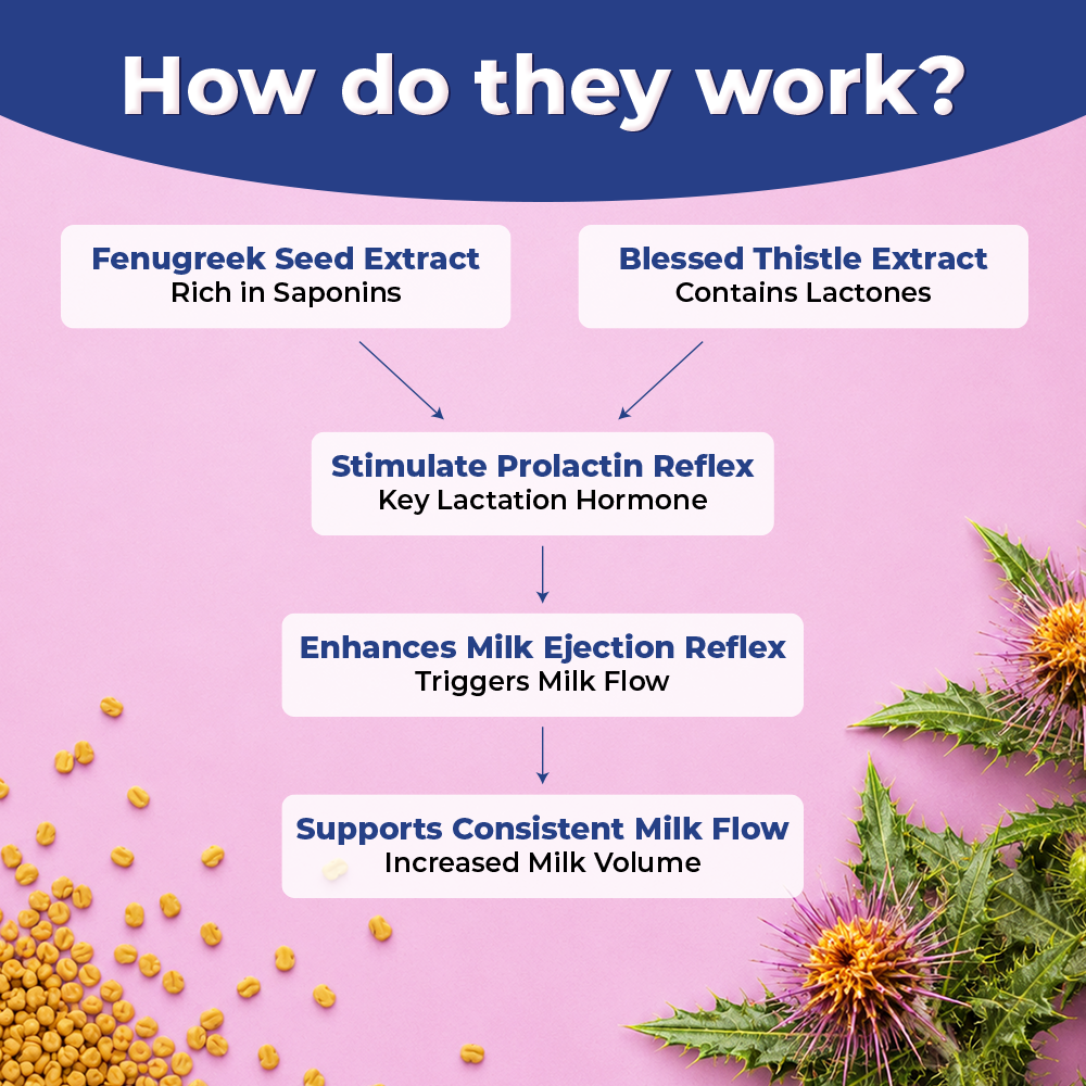 Lectamor - Nutrifactor Women's Health - Image 5