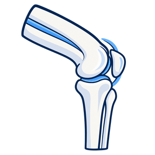 Bones & Joints